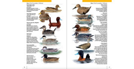 Chile: Guía rápida. Funga, Flora y Fauna